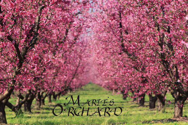 Cherry Orchard in Bloom